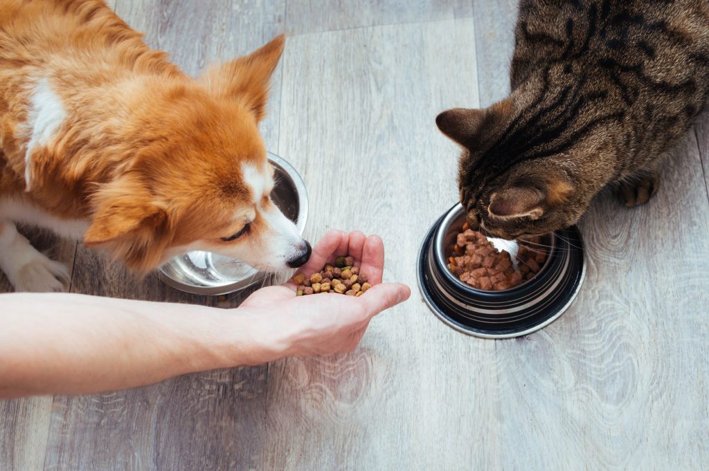 Hund og katt som spiser